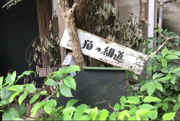 猫の細道の写真・動画_image_1393331