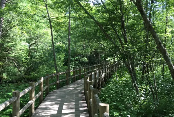 上高地自然研究路の写真・動画_image_140002