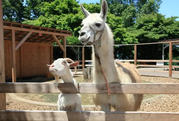 宝登山小動物公園