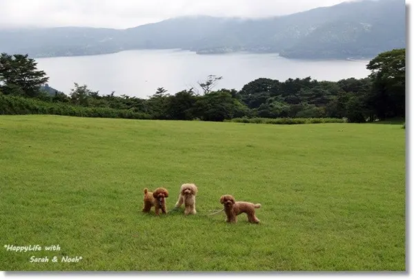 富士芦ノ湖パノラマパーク