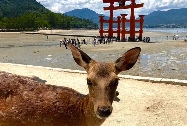 厳島神社の写真・動画_image_1416184