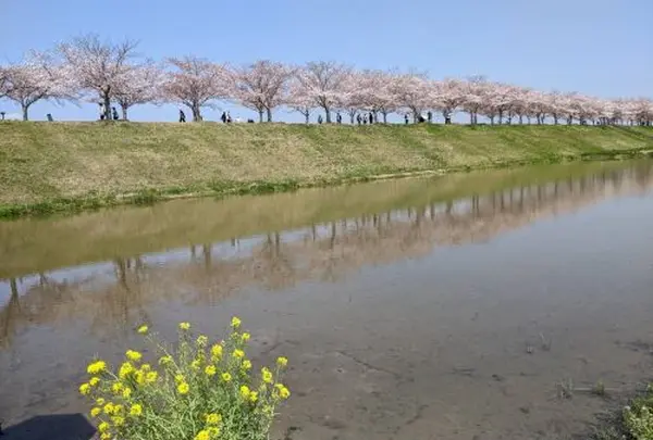 おの桜づつみ回廊の写真・動画_image_1429911