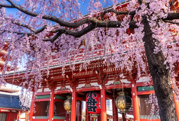 浅草寺の写真・動画_image_1433366