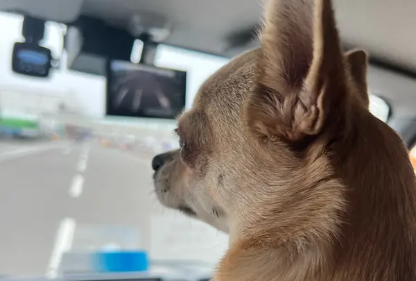 苫小牧フェリーターミナル