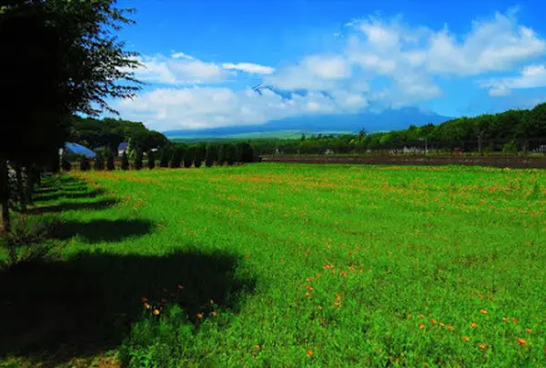 山中湖花の都公園