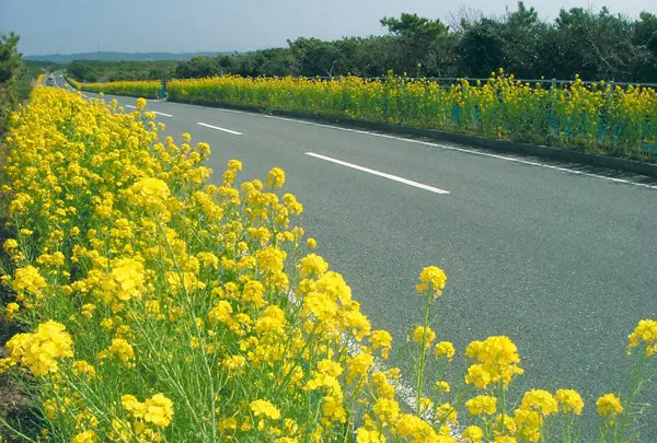房総フラワーライン
