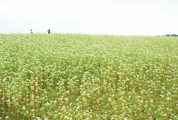 笠荒神のそば畑