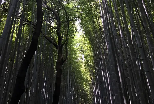 竹林の小径