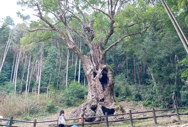 武雄の大楠