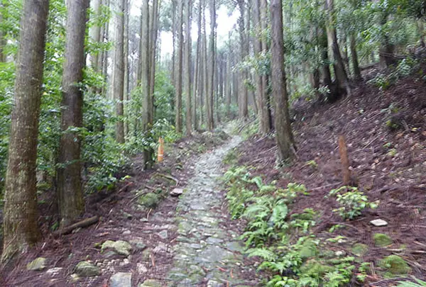 熊野古道 丸山千枚田・通り峠コース