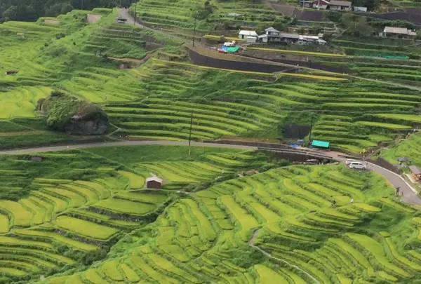 丸山千枚田の写真・動画_image_144795
