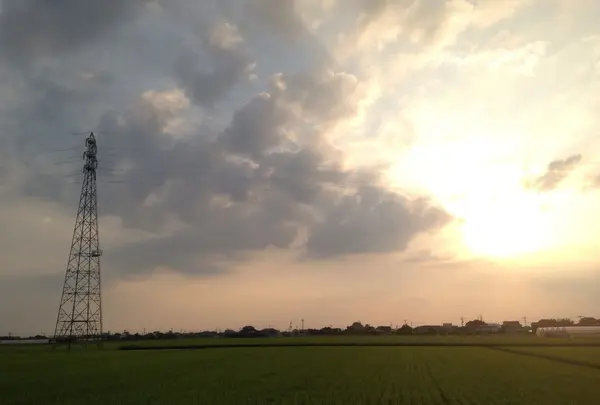 田んぼ