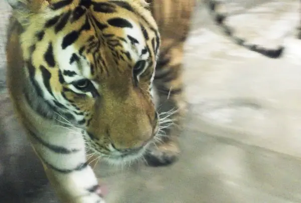 大阪市立天王寺動物園