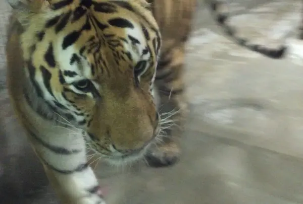 天王寺動物園の写真・動画_image_144941