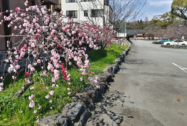 富士山本宮浅間大社 第一駐車場