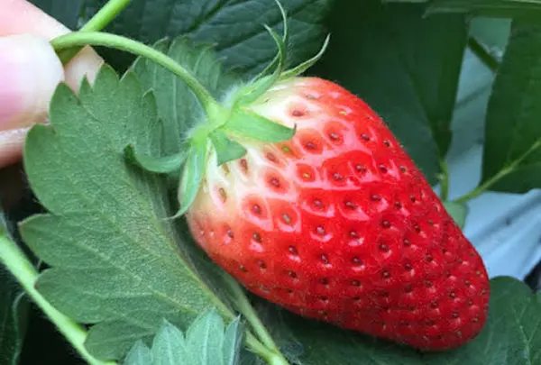 観光農園花ひろば