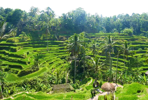 Tegallalang