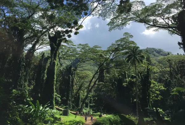 Manoa Falls