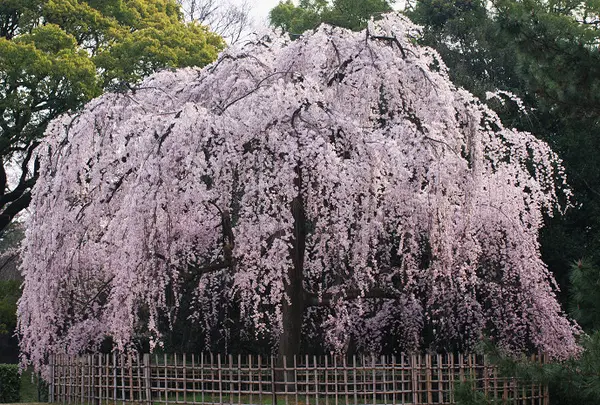 【京都御苑】出水のしだれ桜