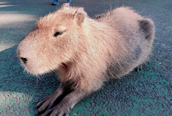 伊豆シャボテン動物公園