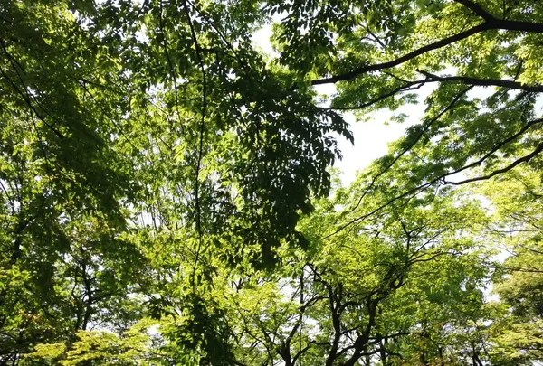 千葉ニュータウン中央駅の写真・動画_image_147741