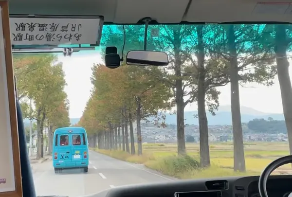 アメリカフウ並木道