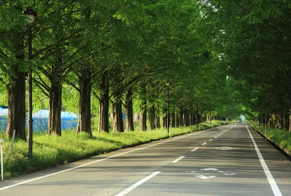 メタセコイア並木