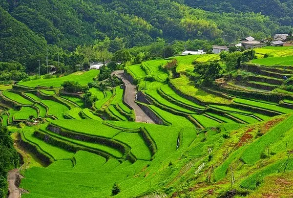中山千枚田