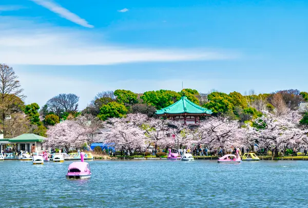 上野恩賜公園（上野公園）の写真・動画_image_1496259