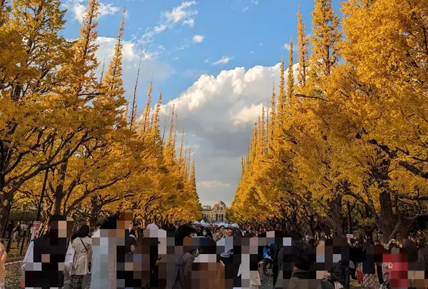 明治神宮外苑いちょう並木
