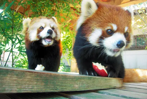 大牟田市動物園