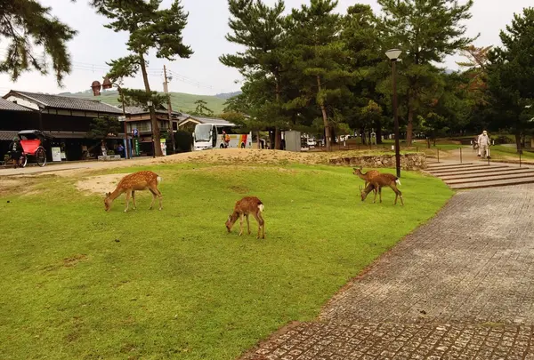 奈良公園
