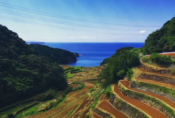 浜野浦の棚田の写真・動画_image_150418
