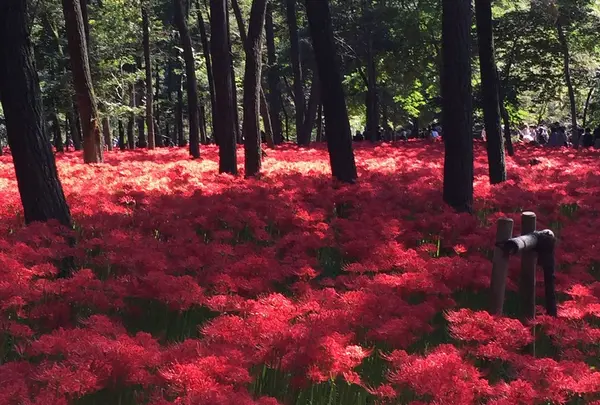 巾着田の曼珠沙華