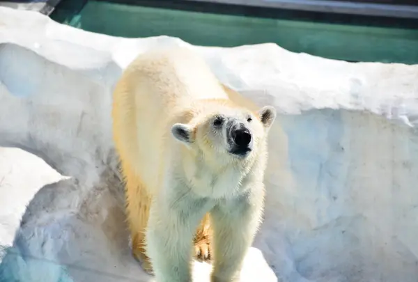 上野動物園