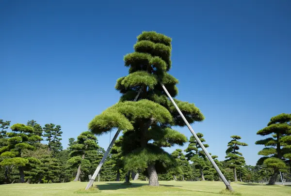 皇居外苑