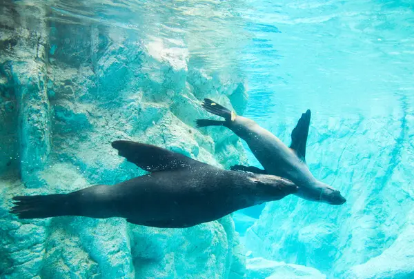 よこはま動物園ズーラシア