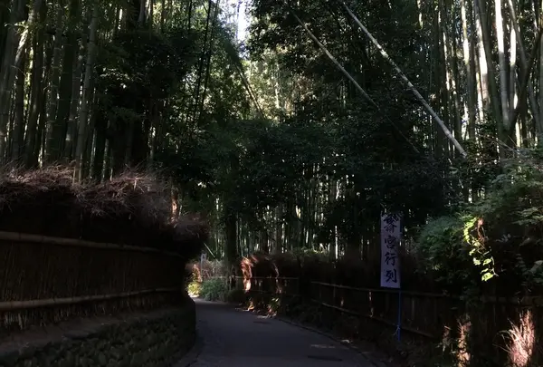 嵯峨野竹林