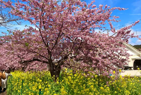 河津桜並木&菜の花ロード