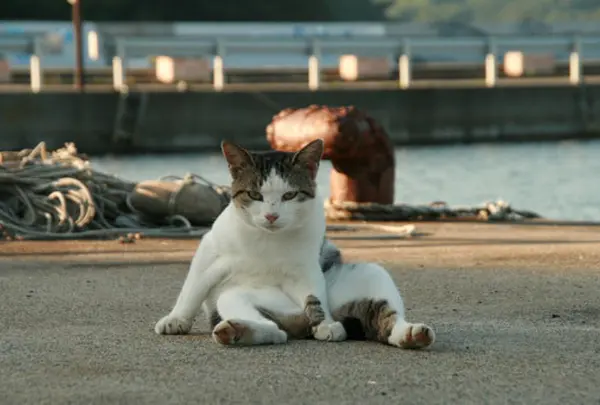田代島