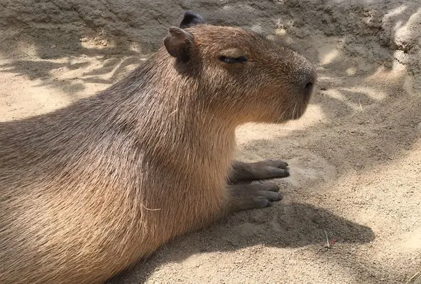 神戸どうぶつ王国