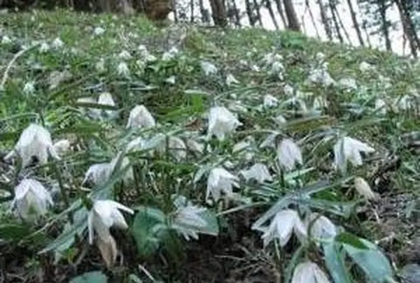 絶滅危惧種の可憐な花！イズモコバイモ祭り