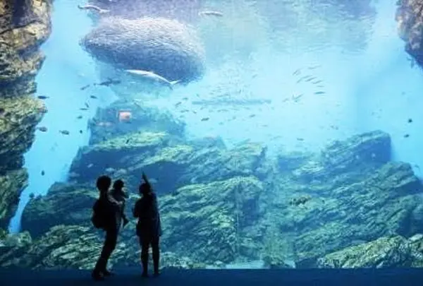 仙台うみの杜水族館の写真・動画_image_156248