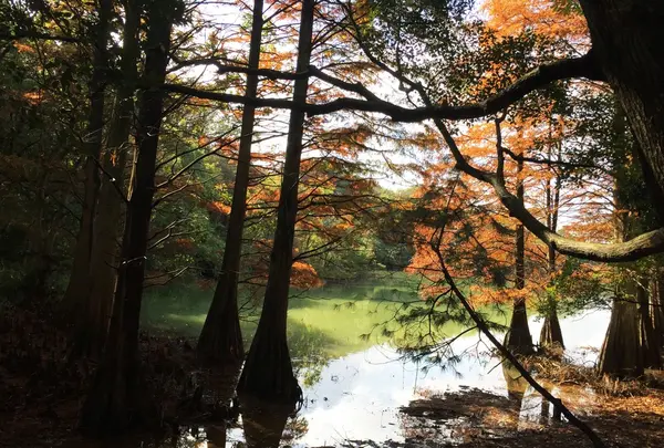 篠栗九大の森