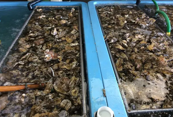 進生水産