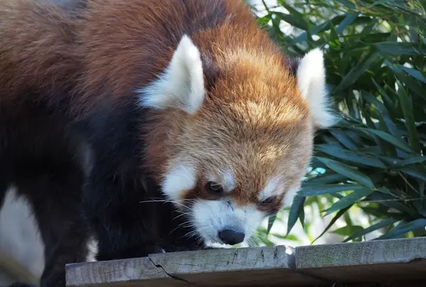 野毛山動物園の写真・動画_image_158545