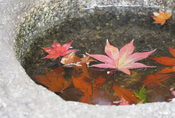 三溪園の写真・動画_image_158548