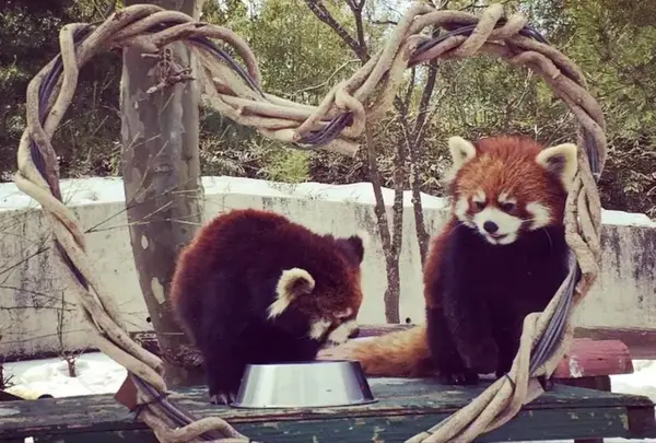 秋田市大森山動物園