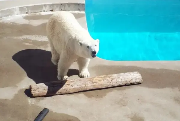 男鹿水族館GAO