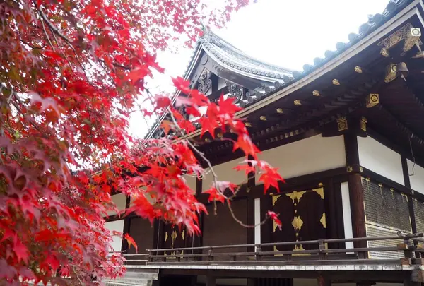 仁和寺の写真・動画_image_158660